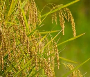 Bất chấp những khó khăn từ thiên tai, dịch bệnh, khủng hoảng tài chính..., báo cáo của Bộ Nông nghiệp và Phát triển nông thôn khẳng định rằng ngành nông nghiệp năm 2008 vẫn đạt được những kết quả đáng khích lệ.