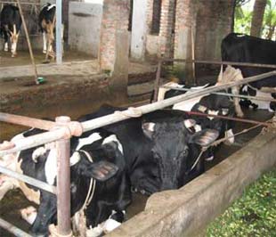 Bò sữa của người dân vẫn phải cho ăn đủ chất mà sữa không bán được - Ảnh: VNN. 