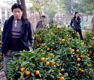 Lượng hàng khan hiếm, cộng thêm những chi phí đầu vào đắt đỏ đã khiến cho giá quất, đào năm nay tăng lên đáng kể.