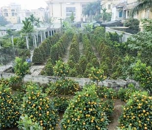 Quất cảnh ở Hà Thành có nguồn gốc từ lâu đời.
