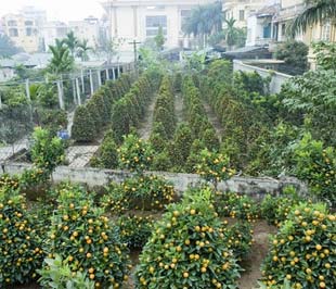 Quất cảnh ở Hà Thành có nguồn gốc từ lâu đời.