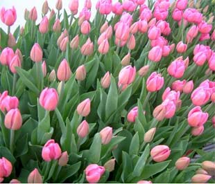 Trồng hoa công nghệ cao tuy chi phí làm nhà lưới đắt, nhưng do sản xuất được với số lượng nhiều và nhanh, nên tính ra giá thành lại thấp hơn so với trồng hoa theo phương thức truyền thống.