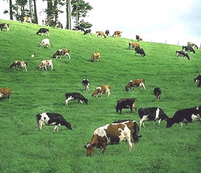 Những năm gần đây, đàn bò sữa phát triển mạnh để chuyển hướng sang sản xuất hàng hoá, sản lượng sữa ngày càng nhiều, nên đích tiêu thụ phải là các nhà máy chế biến sữa.