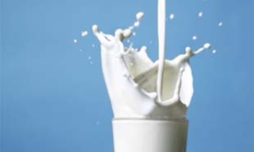 Báo động sữa “nghèo” đạm!