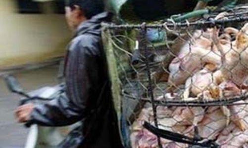 Hà Nội kiên quyết cấm chở gia súc gia cầm bằng xe máy