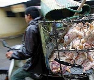 Theo Cục Kiểm tra văn bản quy phạm pháp luật (Bộ Tư pháp), liên quan đến hoạt động vận chuyển gia súc, gia cầm và sản phẩm gia súc, gia cầm, Quyết định 51 có một số quy định mang tính cấm đoán, không có căn cứ, có biểu hiện “ngăn sông, cấm chợ”.