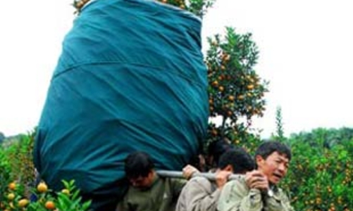 Đào, quất thấp thỏm chờ Tết