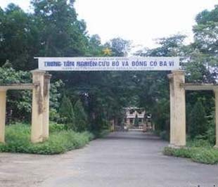 Trung tâm Nghiên cứu bò và đồng cỏ Ba Vì bị kiểm tra việc giao khoán đất.