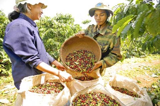 Cà phê robusta hiện chiếm 97% sản lượng cà phê của Việt Nam.