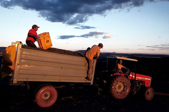 Thu hoạch cà phê ở Brazil, nước chiếm 1/3 sản lượng cà phê toàn cầu - Ảnh: Reuters.