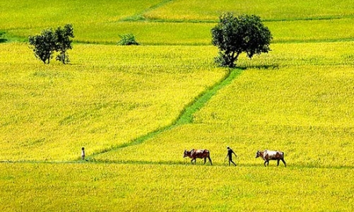 “Đụng” đất lúa, phải được Thủ tướng đồng ý