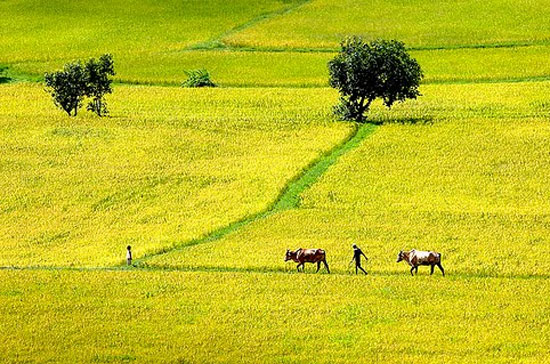 Thủ tướng nhấn mạnh đất trồng lúa là tư liệu sản xuất đặc biệt, là yếu tố quyết định an ninh lương thực quốc gia, nên cần phải bảo vệ nghiêm ngặt, sử dụng có hiệu quả.