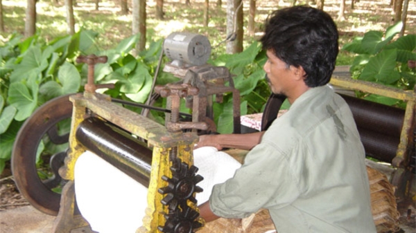 Gạo Việt Nam tiếp tục đắt lên, giá gạo Thái đi xuống