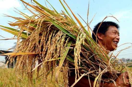 Thương lái cho biết, kế hoạch mua 500.000 tấn gạo tạm trữ của Chính phủ trong vụ thu hoạch lúa Hè Thu nhằm hỗ trợ giá lúa sẽ có ảnh hưởng tâm lý nhất định đối với thị trường trong ngắn hạn.