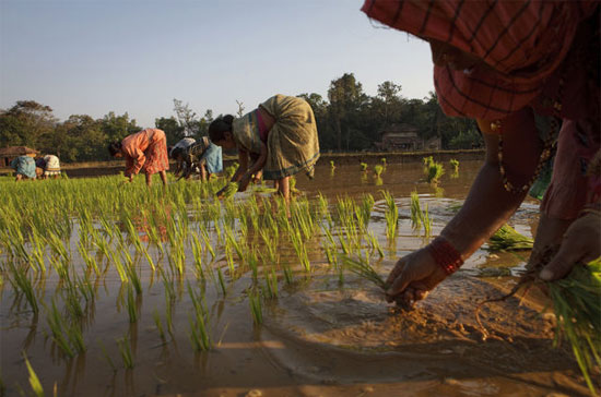 Việc Ấn Độ bãi bỏ lệnh cấm xuất khẩu gạo sau 3 năm vào năm ngoái và dự báo về lượng mưa vừa phải sẽ thúc đẩy người nông dân trồng thêm lúa - Ảnh: Bloomberg.