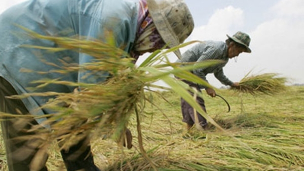 Thái Lan khư khư “ôm” gạo chờ giá tăng