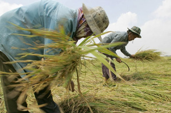 Nông dân Thái Lan thu hoạch lúa - Ảnh: AFP.