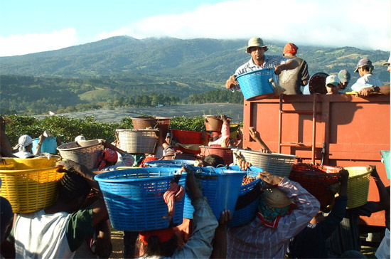 Thu hoạch cà phê ở Brazil.