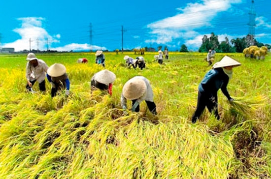 Thu hoạch lúa ở ĐBSCL.