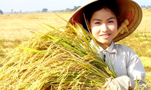 Gạo Thái Lan “ế”, gạo Việt Nam đứng giá nhờ kế hoạch tạm trữ