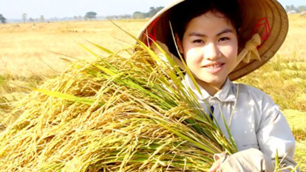 Gạo Thái Lan “ế”, gạo Việt Nam đứng giá nhờ kế hoạch tạm trữ