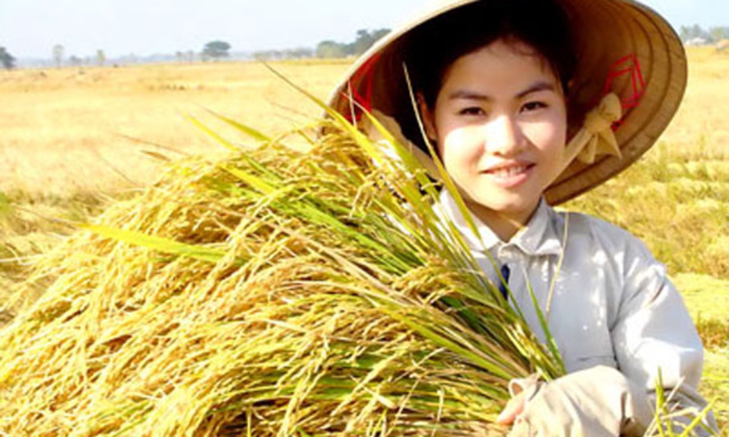 Gạo Việt Nam vững giá trên thị trường xuất khẩu thế giới tuần qua do được hỗ trợ bởi kế hoạch mua gạo tạm trữ của Chính phủ trước khi vụ thu hoạch lúa hè thu ở ĐBSCL bước vào cao điểm.
