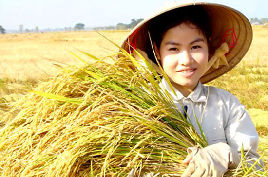 Gạo Việt Nam vững giá trên thị trường xuất khẩu thế giới tuần qua do được hỗ trợ bởi kế hoạch mua gạo tạm trữ của Chính phủ trước khi vụ thu hoạch lúa hè thu ở ĐBSCL bước vào cao điểm.