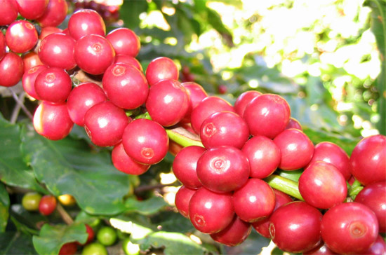 Mức dự báo giảm về sản lượng cà phê của Việt Nam củng cố thêm những đồn đoán cho rằng, nguồn cung cà phê robusta trên thế giới sẽ hạn hẹp trong năm sau trong bối cảnh nhu cầu gia tăng.