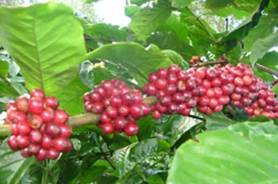 Việt Nam đang chuẩn bị bước vào một vụ cà phê mới.