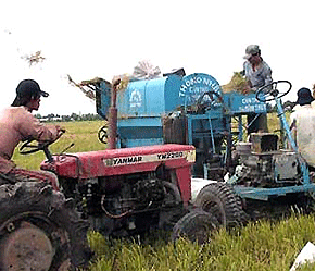 Do vấn đề chất lượng, giá gạo xuất khẩu của Việt Nam vẫn thấp hơn gạo Thái Lan - Ảnh: VNN.