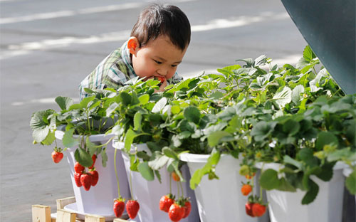 Một cậu bé hái dâu tây tươi ăn ở Bắc Kinh. Với 1,4 tỷ miệng ăn, Trung Quốc cần tăng mạnh năng suất nông nghiệp vốn 
bị kìm hãm bởi chất đất xấu, nguồn nước ô nhiễm, và tình trạng lạm dụng 
phân bón hóa học và thuốc trừ sâu - Ảnh: Bloomberg/Getty.<br>