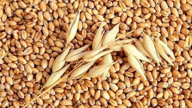 Trong 7 tháng đầu năm 2018, Việt Nam đã nhập khẩu 3,13 triệu tấn lúa mì, tương ứng 743 triệu USD, tăng 2,2% về khối lượng và tăng 16,6% về giá trị so với cùng kỳ năm 2017.