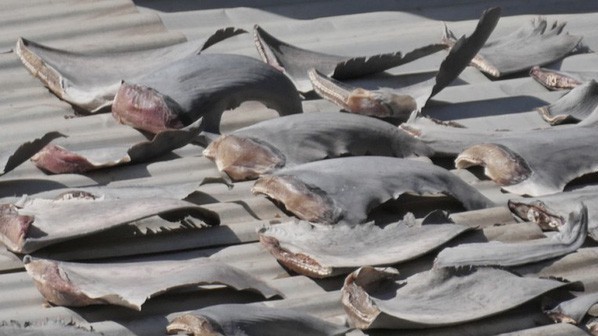 Hình ảnh được cho là vây cá mập phơi trên mái nhà trụ sở Thương vụ thuộc Đại sứ quán Việt Nam tại Chile, theo một số tờ báo của nước này.