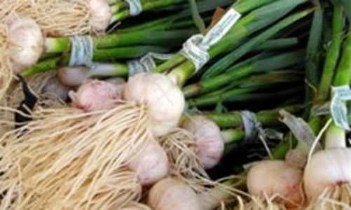 Thị trường tỏi Trung Quốc “lên hương” nhờ cúm