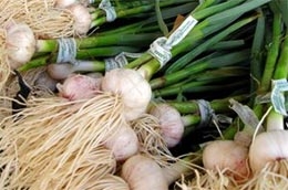 “Cơn sốt” tỏi ở Trung Quốc tăng nhiệt sau khi Bộ Thương mại nước này cách đây ít lâu đăng một bài báo trên website của mình, trong đó dẫn lời các chuyên gia y học cổ truyền cho rằng, tỏi là một phương thuốc phòng chống cúm tuyệt vời.
