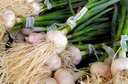 “Cơn sốt” tỏi ở Trung Quốc tăng nhiệt sau khi Bộ Thương mại nước này cách đây ít lâu đăng một bài báo trên website của mình, trong đó dẫn lời các chuyên gia y học cổ truyền cho rằng, tỏi là một phương thuốc phòng chống cúm tuyệt vời.