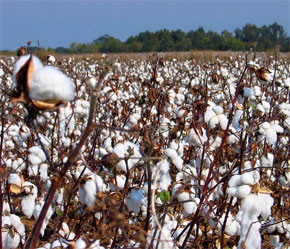 Tại Mỹ, thời tiết thất thường, diện tích trồng bông giảm.