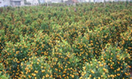 Giá đào, quất sẽ tăng ít nhất 20% trong dịp Tết