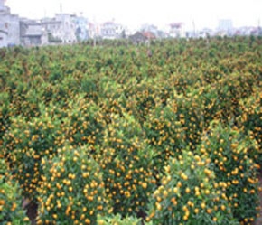 Hiện hàng trăm hécta đào, quất của làng Nhật Tân, Quảng Bá, Nghi Tàm, Tứ Liên đang vào giai đoạn chăm sóc cuối cùng để chuẩn bị đón Tết Đinh Hợi.