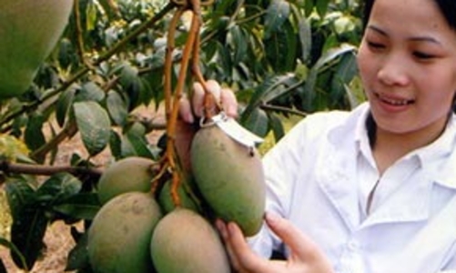 Xuất khẩu rau quả: Không điều chỉnh, khó đạt mục tiêu