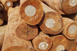 Gỗ nguyên liệu nhập khẩu từ Myanmar là mặt hàng có kim ngạch lớn của Việt Nam.