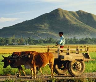 "FDI trong lĩnh vực nông nghiệp còn nhiều hạn chế".