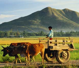 "FDI trong lĩnh vực nông nghiệp còn nhiều hạn chế".