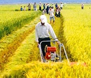 Số lượng máy gặt ở ĐBSCL hiện chưa nhiều.