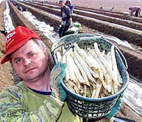 Một người lao động Ba Lan tại một vườn măng tây ở Beelitz (Brandenburg - Đức) - Ảnh: DW.