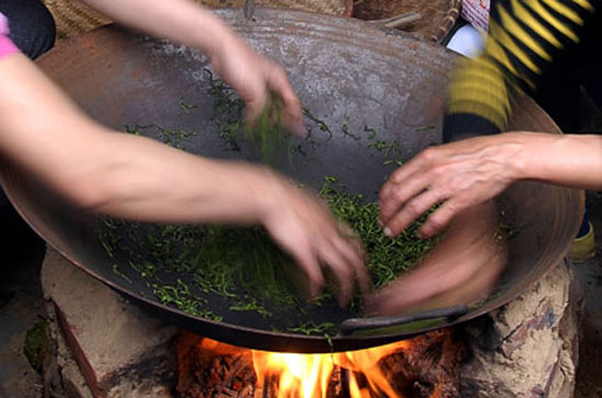 Nhiều cơ sở nhỏ chế biến chè không đảm bảo vệ sinh an toàn thực phẩm.