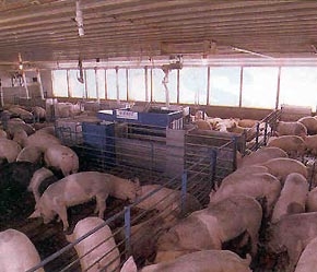 "ANCO đã đầu tư 1 triệu USD cho trại ANCO R&D chuyên nghiên cứu và phát triển sản phẩm của ANCO tại Việt Nam."