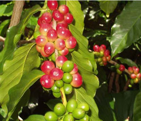 Theo dự báo, nguồn cung cà phê năm nay sẽ hụt 5,58 triệu bao.