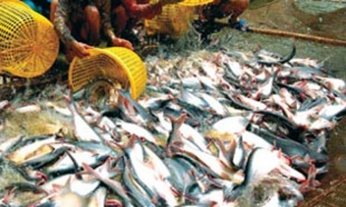 Cá tra sụt giá, người nuôi cá lao đao