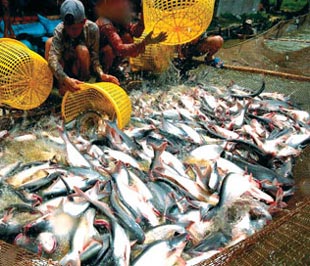Hiện tốc độ phát triển cá tra nhanh hơn tốc độ phát triển thị trường, trong khi thị trường Nga đã chững lại, còn Mỹ lại đưa ra Luật Nông nghiệp (Farm Bill) để hạn chế nhập khẩu.